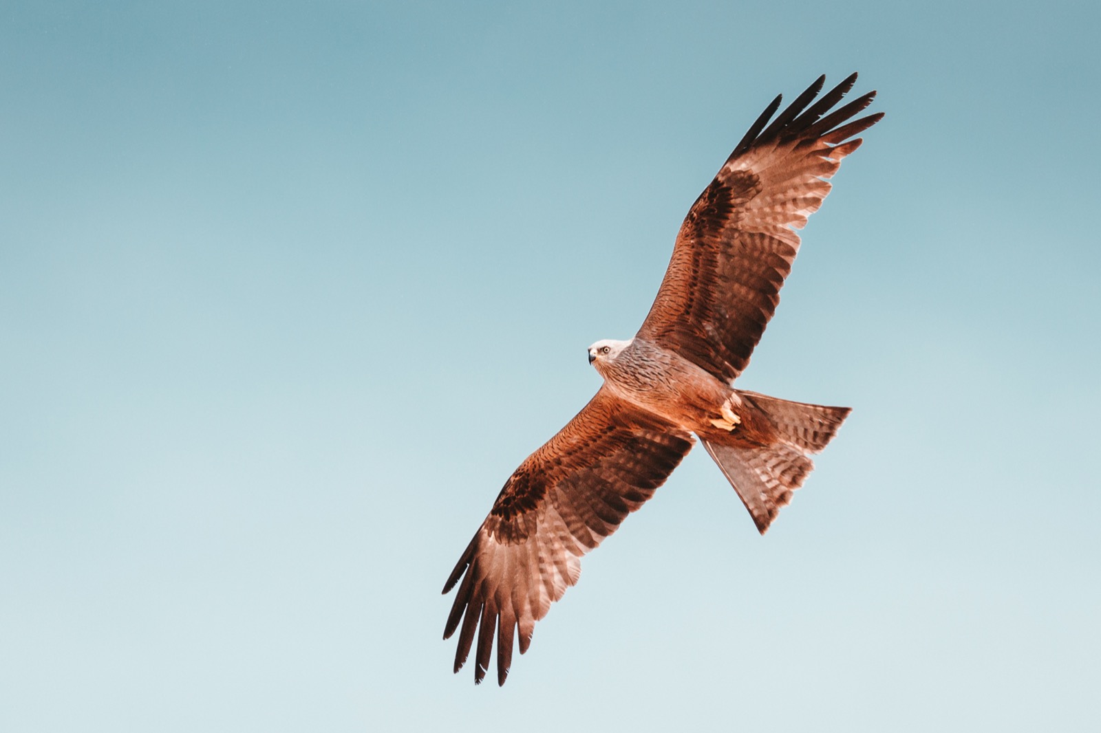 Eagle flying
